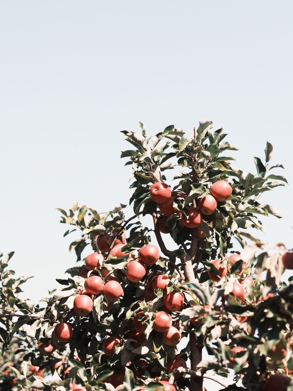 5 Things I Love About Fall With Kids in the US